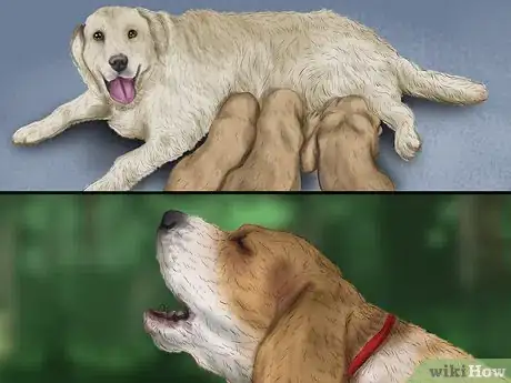 Image titled Keep a Mother Dog Healthy Postpartum Step 9