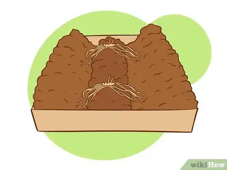 Image titled Plant Asparagus Step 13