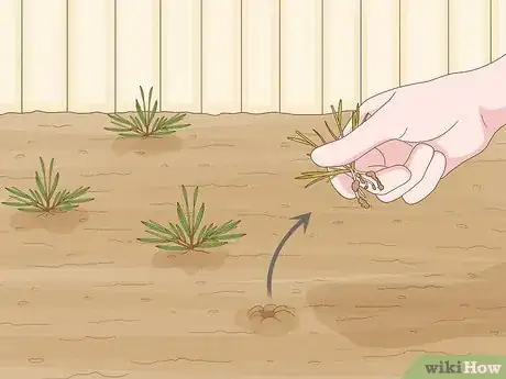 Image titled Grow Maca Step 7