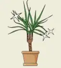 Grow Dracaena Marginata