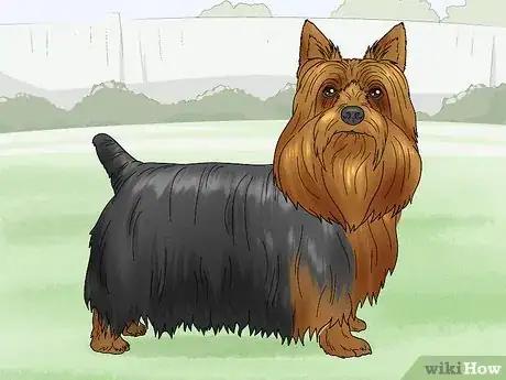 Image titled Identify a Silky Terrier Step 10