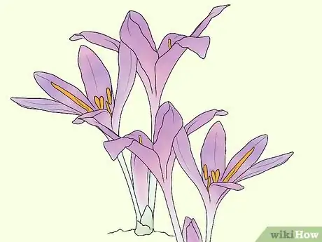 Image titled Plant Bulbs in Grass Step 12