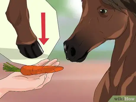 Image titled Train a Horse to Shake a Hoof Step 5