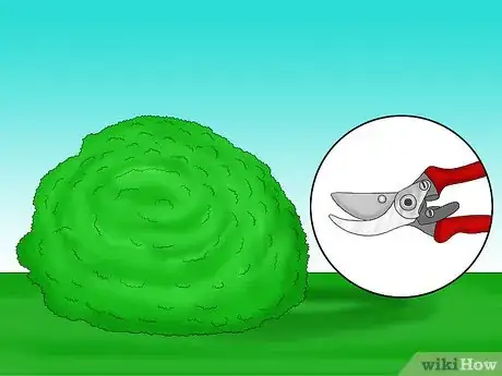 Image titled Prune Holly Shrubs Step 1