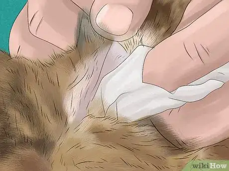 Image titled Give Tricyclic Antidepressants to a Cat Step 16