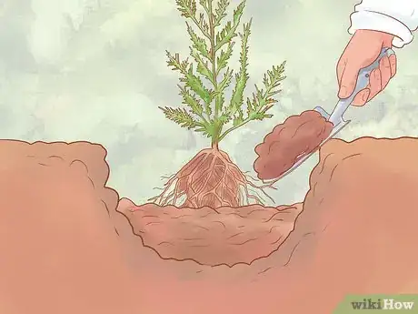 Image titled Plant Leyland Cypress Step 15