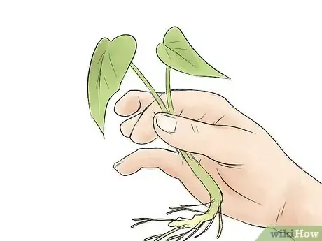 Image titled Grow Sweet Potatoes Step 9