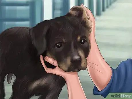 Image titled Adopt a Rottweiler Step 14