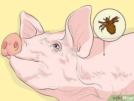 Image titled Raise Pigs for Meat Step 10