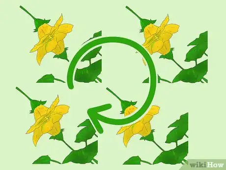 Image titled Cross Pollinate Different Vegetables to Create Hybrids Step 8
