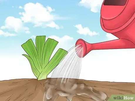 Image titled Grow Orris Root Step 6