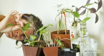 Prevent Spider Mites on Houseplants