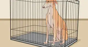 Identify and Correct Unwanted Dog Behaviors