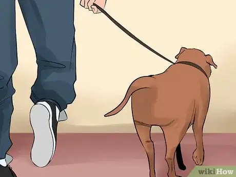 Image titled Care for an American Pit Bull Terrier Step 11