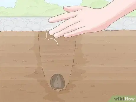 Image titled Plant Anemone Corms Step 8