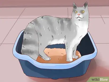 Image titled Care for American Longhair Cats Step 2