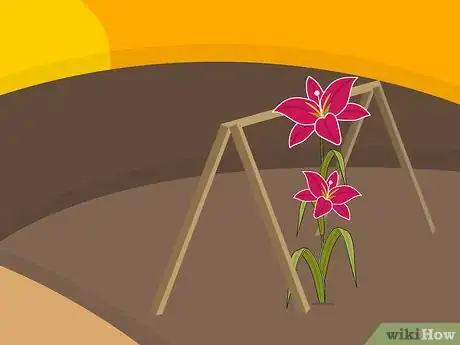 Image titled Grow Stargazer Lilies Step 13