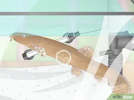 Image titled Prevent Fish From Getting Sick Step 17