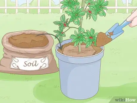 Image titled Grow Miracle Berries Step 6