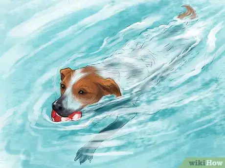 Image titled Show Affection to an Older Dog Step 12