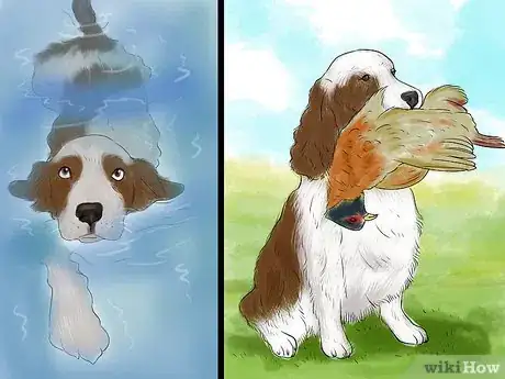 Image titled Identify a Welsh Springer Spaniel Step 9