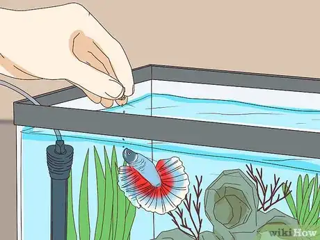 Image titled Teach Your Betta Fish to Swim Through a Hoop Step 6