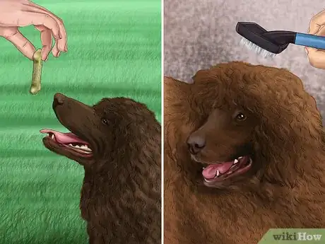 Image titled Brush an Irish Water Spaniel Step 2