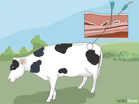 Image titled Perform a Caesarean Section on a Cow or Heifer Step 5