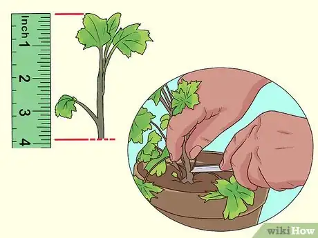 Image titled Grow Delphinium Step 10