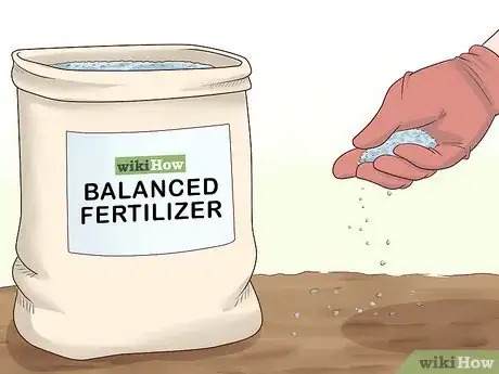 Image titled Plant Easter Lilies Step 5