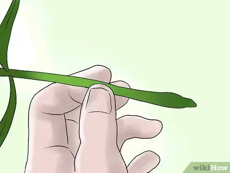 Image titled Help Carnations Make a Comeback Step 7