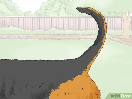 Image titled Identify an Airedale Terrier Step 5