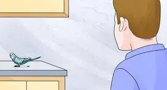 Potty Train a Parakeet