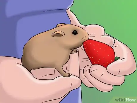 Image titled Have a Good Time With Your Hamster Step 6