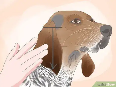 Image titled Identify an American English Coonhound Step 3