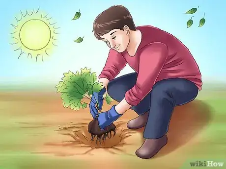 Image titled Plant Evergreen Shrubs Step 8