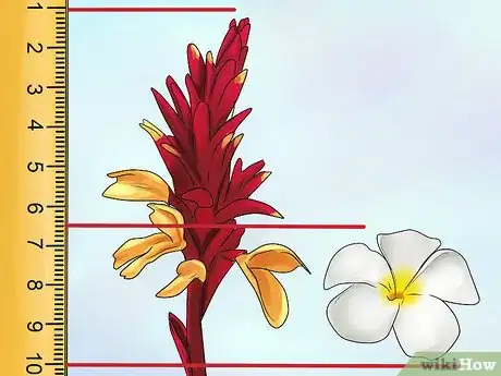 Image titled Create a Tropical Bouquet Step 2