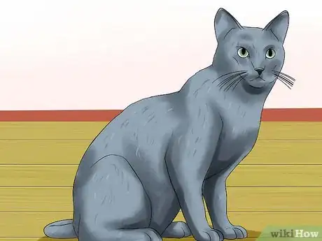 Image titled Identify a Russian Blue Step 3