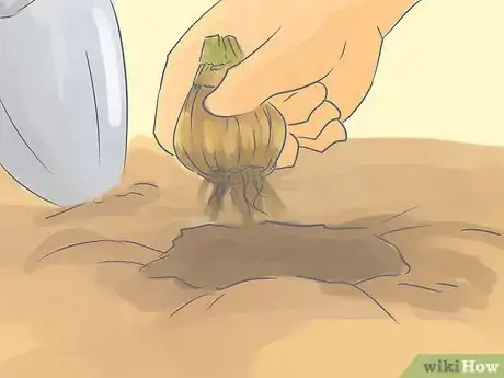 Image titled Transplant Daffodils Step 4