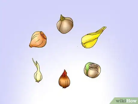 Image titled Save and Replant Forced Seasonal Bulbs Step 1