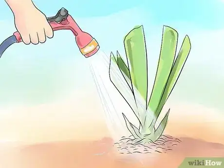 Image titled Get Irises to Bloom Step 7