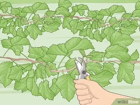 Image titled Grow Scuppernongs Step 14