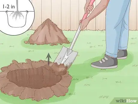 Image titled Grow Mandarin Trees Step 4