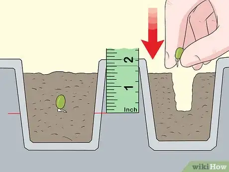 Image titled Grow Kumquat Step 5