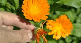 Grow Calendula