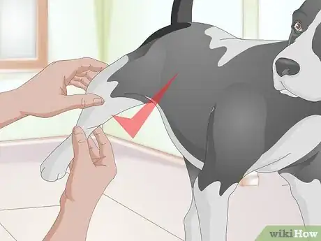 Image titled Rehabilitate Orthopedic Injuries in Dogs Step 5