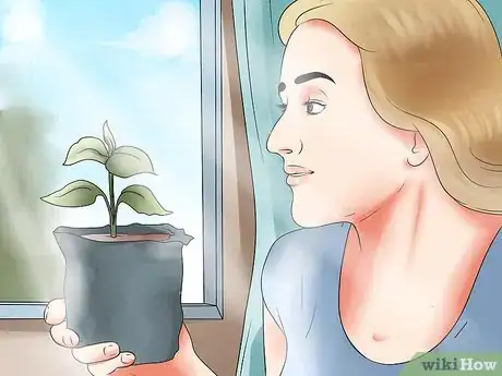 Image titled Grow Clematis in Pots Step 5