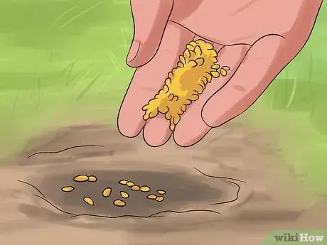 Image titled Plant and Care for a Ranunculus Step 5