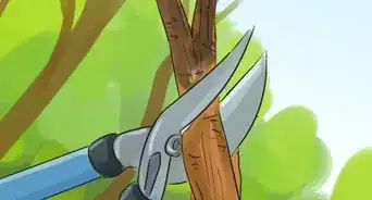 Prune a Crabapple Tree