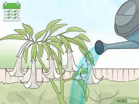 Image titled Plant Angel Trumpet Seeds Step 18